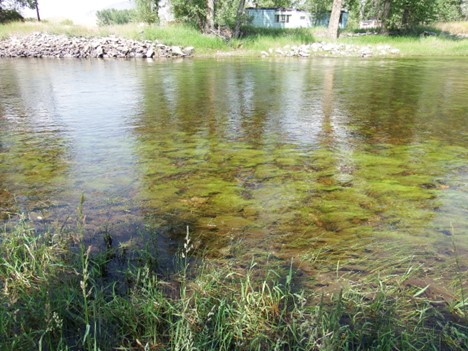 Algae growth in the Big Hole River at Glen (June 2023)